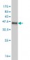 FKBP4 Antibody (monoclonal) (M01)