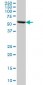 FKBP4 Antibody (monoclonal) (M01)