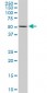 FKBP4 Antibody (monoclonal) (M01)