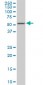 FKBP4 Antibody (monoclonal) (M01)