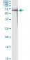 FKBP4 Antibody (monoclonal) (M01)