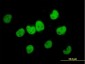 FKBP5 Antibody (monoclonal) (M02)