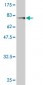 FKBP5 Antibody (monoclonal) (M02)