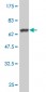 FLI1 Antibody (monoclonal) (M05)