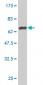 FLI1 Antibody (monoclonal) (M05)