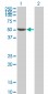 FLI1 Antibody (monoclonal) (M05)