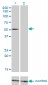 FLI1 Antibody (monoclonal) (M05)