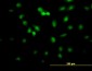 FLI1 Antibody (monoclonal) (M07)