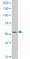 FLI1 Antibody (monoclonal) (M07)