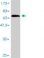 FLJ12806 Antibody (monoclonal) (M01)