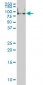 FMR1 Antibody (monoclonal) (M01)