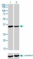 FMR1 Antibody (monoclonal) (M01)