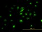 FOSL2 Antibody (monoclonal) (M01)