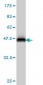 FOSL2 Antibody (monoclonal) (M02)