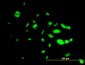 FOXA1 Antibody (monoclonal) (M02)