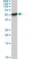 FOXA1 Antibody (monoclonal) (M05)