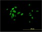 FOXA2 Antibody (monoclonal) (M01)