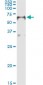 FOXA2 Antibody (monoclonal) (M01)