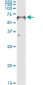 FOXA2 Antibody (monoclonal) (M01)