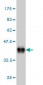 FOXA2 Antibody (monoclonal) (M01)