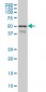 FOXA2 Antibody (monoclonal) (M01)