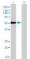 FOXA2 Antibody (monoclonal) (M01)