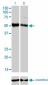 FOXA2 Antibody (monoclonal) (M01)