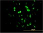 FOXA2 Antibody (monoclonal) (M10)