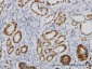 FOXA2 Antibody (monoclonal) (M10)