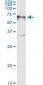 FOXA2 Antibody (monoclonal) (M10)