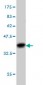 FOXA2 Antibody (monoclonal) (M10)