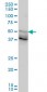 FOXA2 Antibody (monoclonal) (M10)