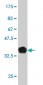 FOXA2 Antibody (monoclonal) (M12)