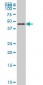 FOXA2 Antibody (monoclonal) (M12)