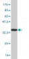 FOXC2 Antibody (monoclonal) (M02)