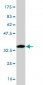 FOXC2 Antibody (monoclonal) (M03)