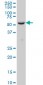 FOXC2 Antibody (monoclonal) (M03)