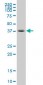 FOXL1 Antibody (monoclonal) (M03)