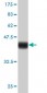 FOXM1 Antibody (monoclonal) (M01)