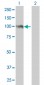 FOXM1 Antibody (monoclonal) (M01)