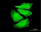 FOXO3A Antibody (monoclonal) (M02)