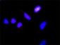 FOXO3A Antibody (monoclonal) (M02)