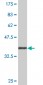 FOXP4 Antibody (monoclonal) (M01)