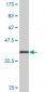 FOXP4 Antibody (monoclonal) (M01)