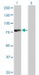 FOXP4 Antibody (monoclonal) (M01)