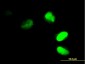 FRG1 Antibody (monoclonal) (M01)