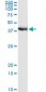 FRG1 Antibody (monoclonal) (M01)