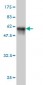 FRG1 Antibody (monoclonal) (M01)