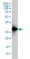FRG1 Antibody (monoclonal) (M01)
