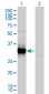 FRG1 Antibody (monoclonal) (M01)